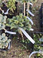 Picea abies Mauthneralm 4126
