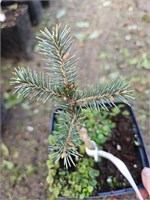 Picea breweriana Emerald Midget 4127