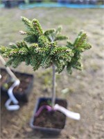 Ель восточная Нана на штамбе (Picea orientalis 'Nana') 3834