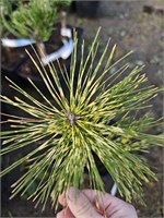 Pinus densiflora Shiro Nishiki 4129