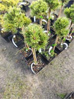 Pinus mugo uncinata Wiel 4133