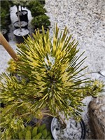 Сосна густоцветковая Окулус-драконис  (Pinus dens. 'Oculus-draconis') 3234