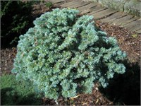 Пихта субальпийская Цвиков (Abies lasiocarpa Cvikov) 4135