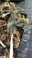 Пихта благородная Сильвер (Abies procera Silver) 4140