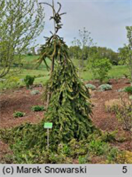 Picea abies Bohemica Sorbet 4141