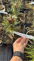 Pinus aristata Jeddeloh Zwerg 4145