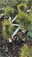 Pinus banksiana Hlavacek 4149