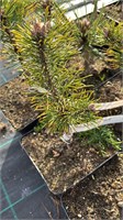 Pinus mugo Color Island 4155