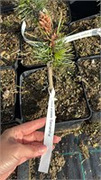 Pinus aristata Samatha 4159
