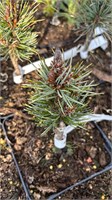 Pinus aristata Betwixt 4160