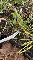 Pinus nigra Mileny 4162