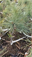 Pinus strobus Stony Brook 4164