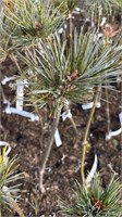 Pinus koraiensis Spring Hill 4169