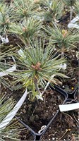 Pinus koraiensis Baishan 4173