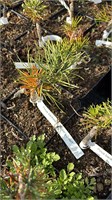 Pinus banksiana Tuckers Dwarf 4176