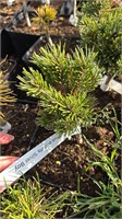 Pinus aristata Silver Boy 4178