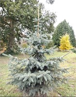 Picea chihuahua 4180