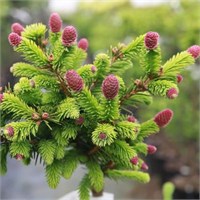 Picea abies Pink Arrows (Pusch 2) 4185