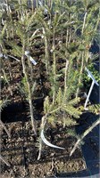 Picea abies Pusch 1 4188