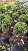 Pinus densiflora Edsal Wood 4189