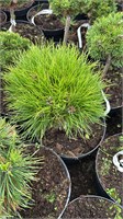 Pinus nigra Maria 4190