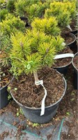 Pinus mugo Jas 2 4191
