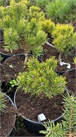 Pinus mugo Golden Nugget 4192