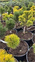 Pinus mugo Helmers Gold 4193