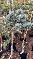 Picea pungens Mist 4194