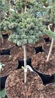 Ель сизая Милфорд на штамбе (Picea glauca Milford) 3849