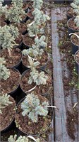 Picea pungens Orava 4200