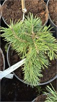 Pinus nigra Rogow 4205
