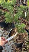 Pinus banksiana Bush Twister 4206