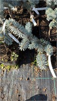 Picea pungens Schovenhorst 4217