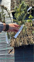 Picea sitchensis Tenas 4218