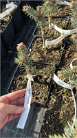 Picea pungens Bastion 4223