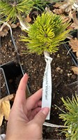 Pinus heldreichii Vicarian 4235