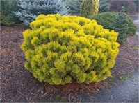 Pinus mugo Winter Sonne 4239