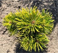 Сосна горная Баттернат (Pinus mugo Butternut) 4242