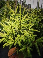 Picea abies Gold Strike 4244