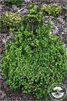 Picea abies Four Winds 4245