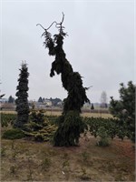 Picea omorika Pendula Artur 4120