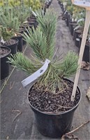 Pinus sylvestris Albyns 4252