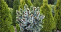 Picea sitchensis Gelert 4256
