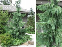 Кипарисовик Klippert 4263