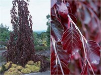 Fagus sylvatica Purple Fountain 4268
