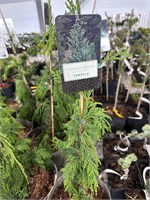 Chamaecyparis n.Pendula 4272