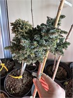 Picea omorika Minimax 4276