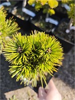 Pinus heldreichii Olio 4055