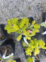Abies nordmanniana Searling 4287